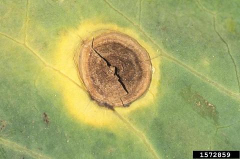 black spot (Alternaria brassicicola)