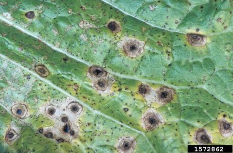 black spot (Alternaria brassicicola)