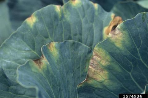black rot of crucifers (Xanthomonas campestris pv. campestris)