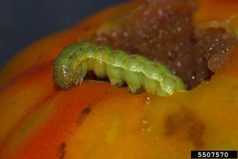 corn earworm (Helicoverpa zea)