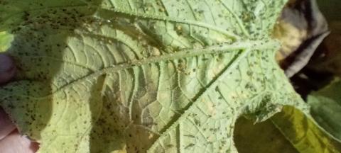 Aphids feeding on pumpkin leaves