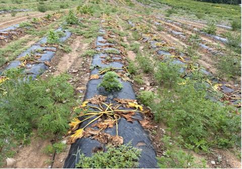 Collapsed squash plants across multiple rows