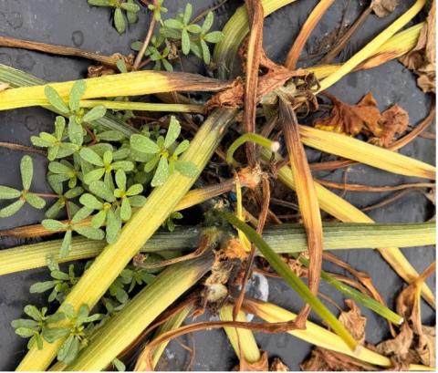 Crown and fruit rots symptoms 