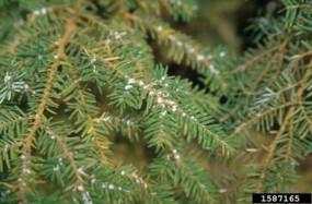 hemlock woolly adelgid on hemlock needles