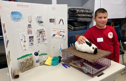 rabbit demo