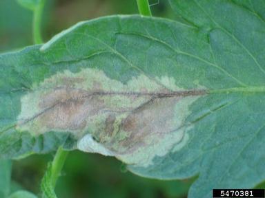 Large leaf spots often with a light green border are typical for late blight.