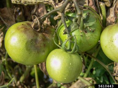 Symptoms of late blight on tomatoes