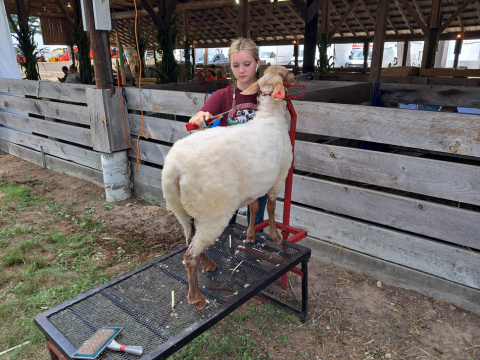 Young girl trimming a sheep on a stand at the fair