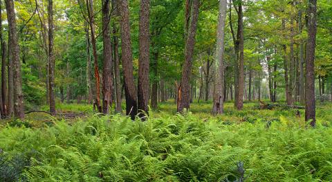 forest regeneration with ferns