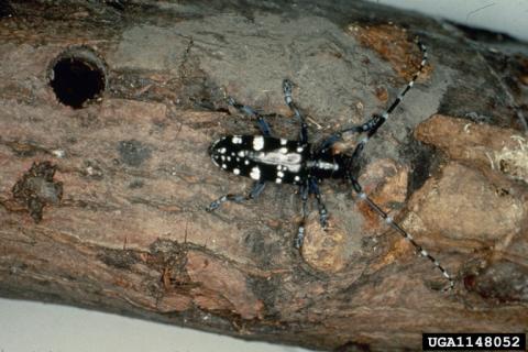 Asian longhorned beetle