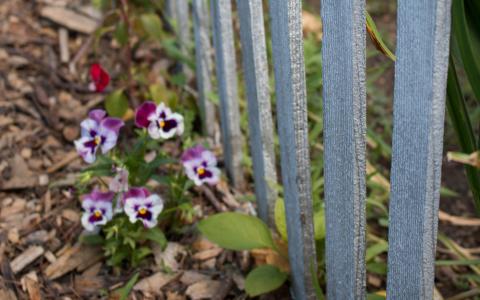 Close up of a fence post in a community garden with white and purple flowers to its left.