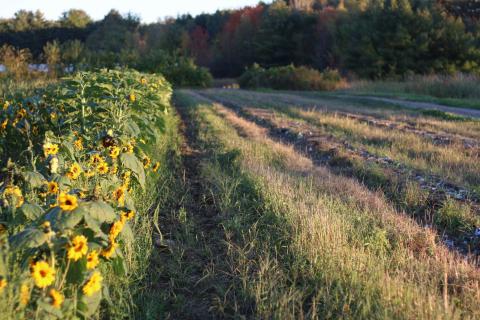 a New Hampshire field with forest in background