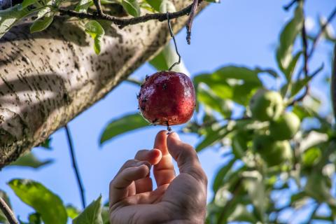 cherry tree bird netting stops protects peach, fruit crops