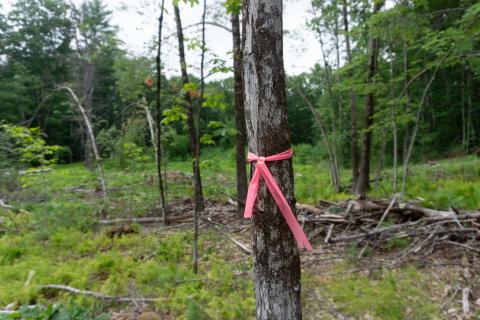 a tree with flagging in the foreground and a cut woodlot in the background