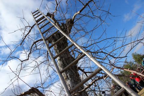 Ladder on fruit tree