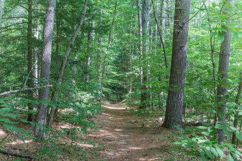 Forested trail