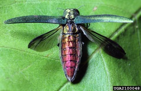 an emerald ash borer adult with its wings spread