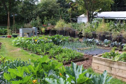 Vegetable garden. Photo from the Local Food Initiative