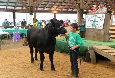 4-H boy showing cow at competition