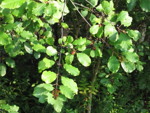 Glossy buckthorn (Frangula alnus) 