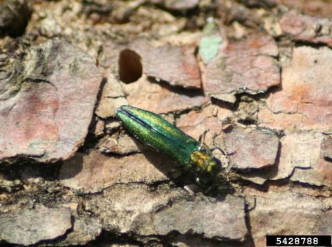 Emerald ash borer insect