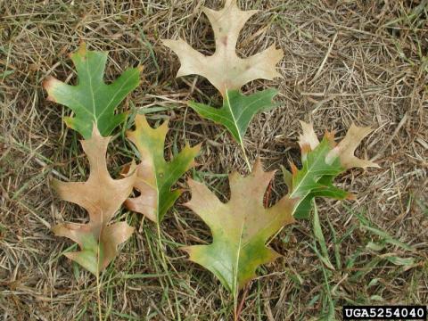 oak wilt leaves brown and green