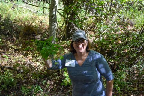 Woman holds up invasive plant