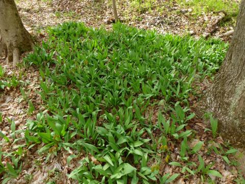 Patch of ramps. Photo by Wendell Smith (CC by 2.0)