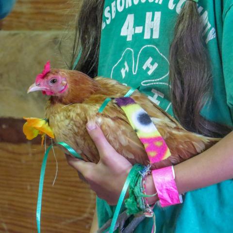 Check out the chickens at the Fair