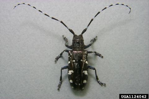 Asian longhorned beetle adult, photo by Donald Duerr, USDA Forest Service, Bugwood.org