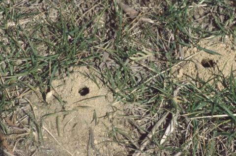 ground bee burrows