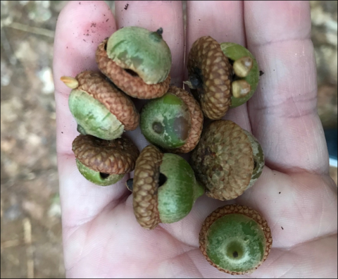 Acorn pip gall wasp