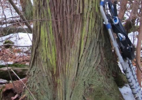 Getting to Know Bark, Winter 2011, Articles