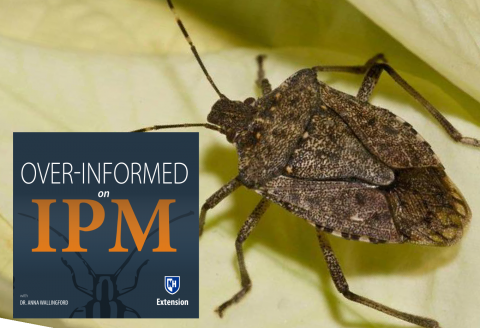 Brown Marmorated Stinkbug