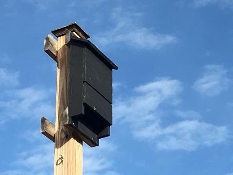 I D Like To Buy And Install A Bat House In My Backyard What Should I   Bat House 