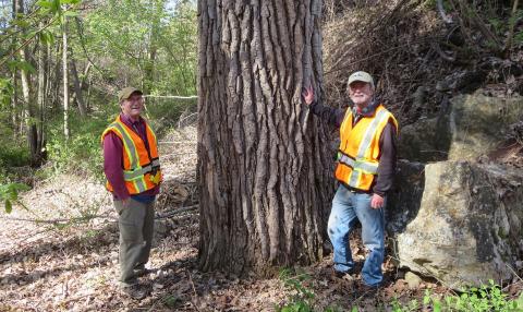 Big Tree Manchester Cottonwood with Kevin Martin and Mike Callaghan