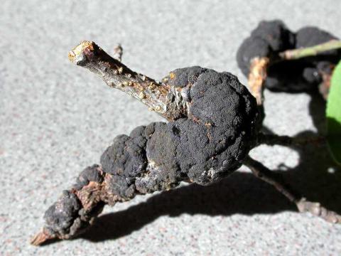 Black knot on plum (Prunus) from the Missouri Botanical Garden