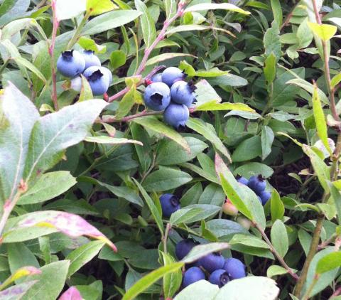 Blueberries on a bush