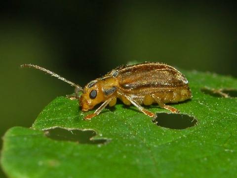 viburnum leaf beetle 