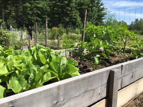 Community Garden beds