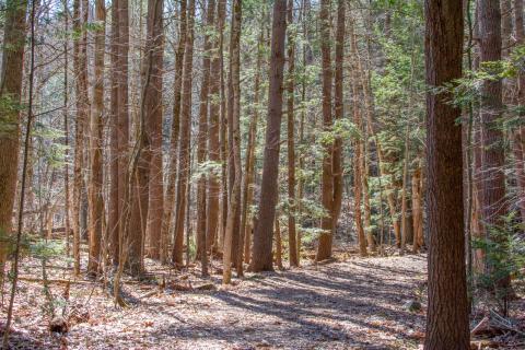 forest trail