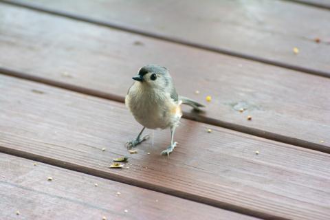 Tufted titmouse on porch