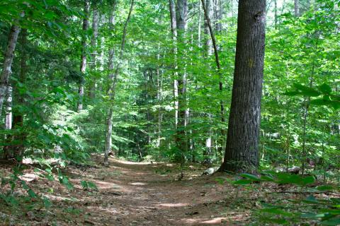 trail in a forest