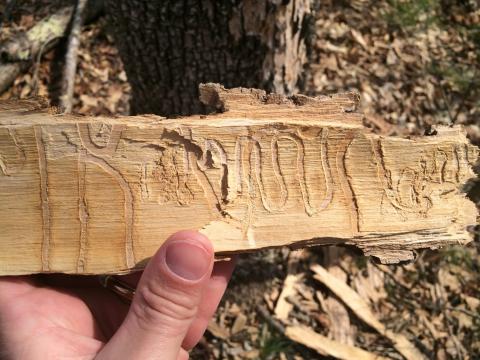 Serpentine galleries left by emerald ash borer