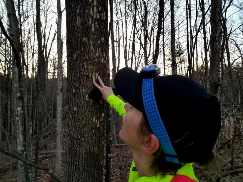 the author inspects an ash tree with blonding from woodpeckers and emerald ash borer