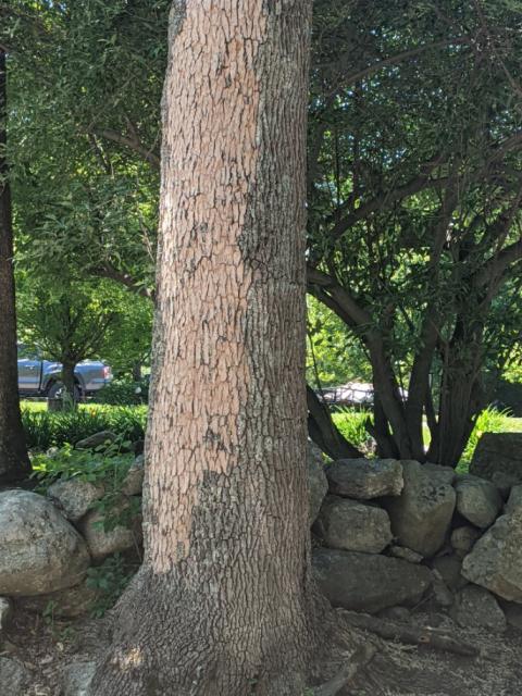 Ash tee with bark falling off