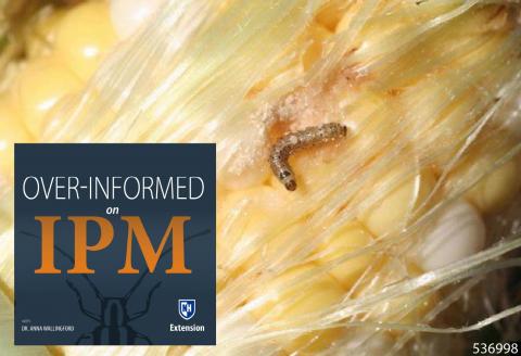 Corn earworm