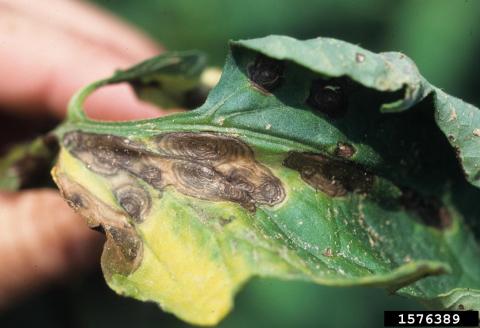 Early blight lesions develop concentric rings as the disease progresses. Gerald Holmes, California Polytechnic State University at San Luis Obispo, Bugwood.org 