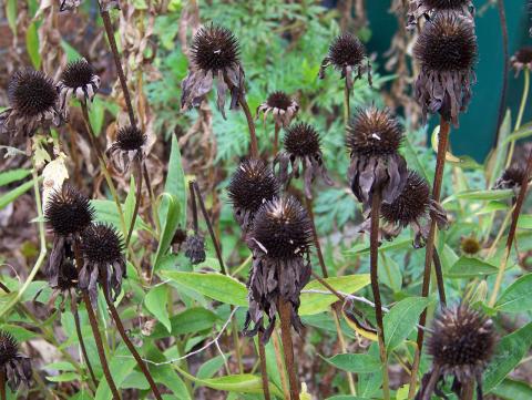 Echinacea purpurea