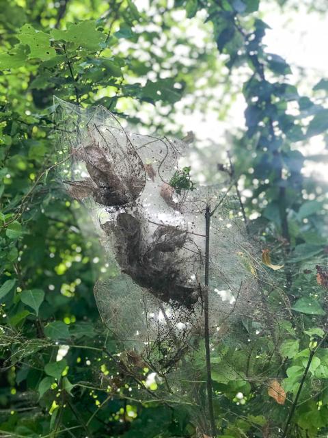 Fall webworm